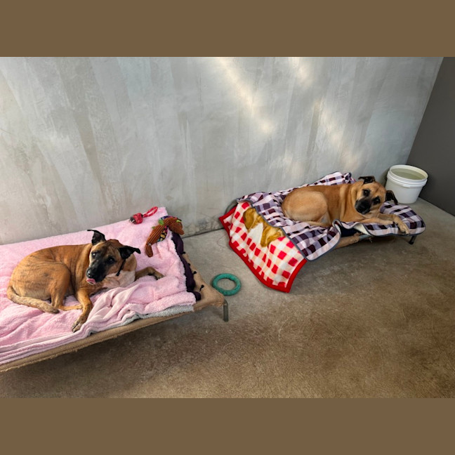 Photo of Tiger & Buster