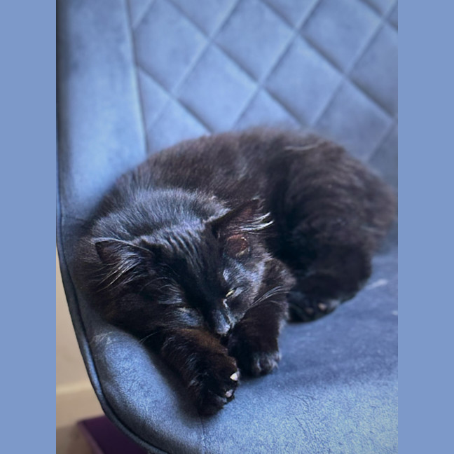 Photo of Bear