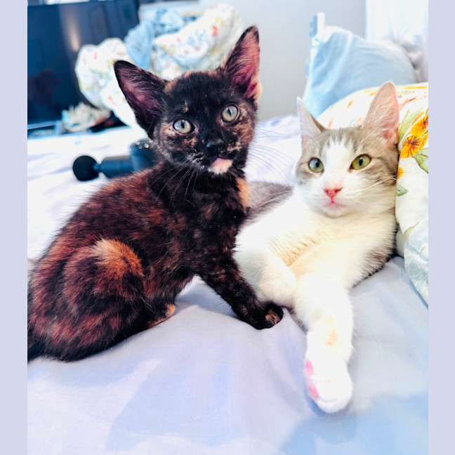 Photo of Pixie 🧚🏻 The Princess 👑 