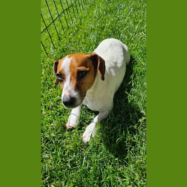 Photo of Jake