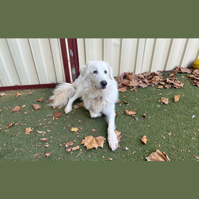 Photo of Willow