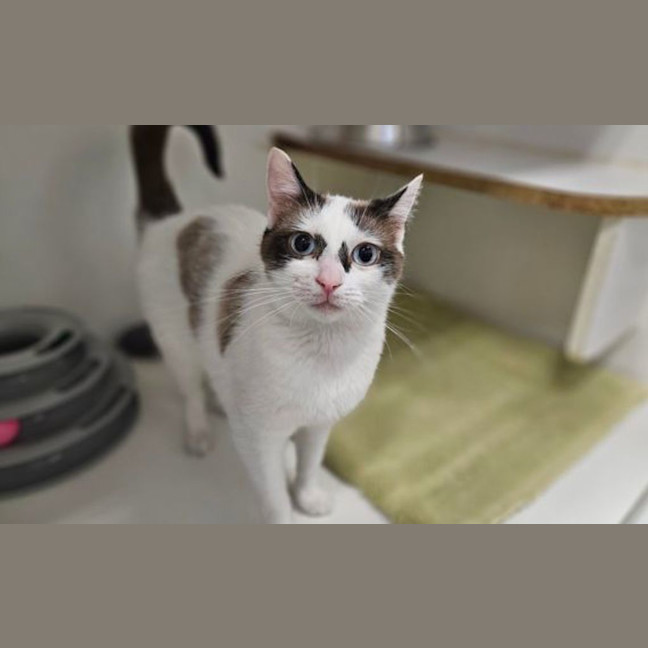 Photo of Bandit 