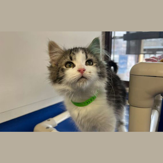 Photo of Pancake