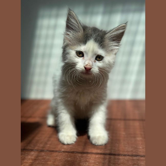 Photo of Clover