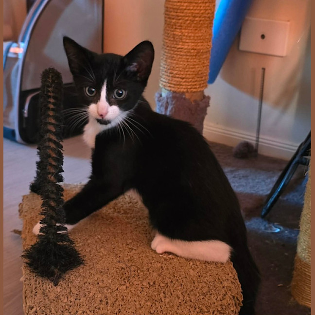 Photo of Comet (8915)