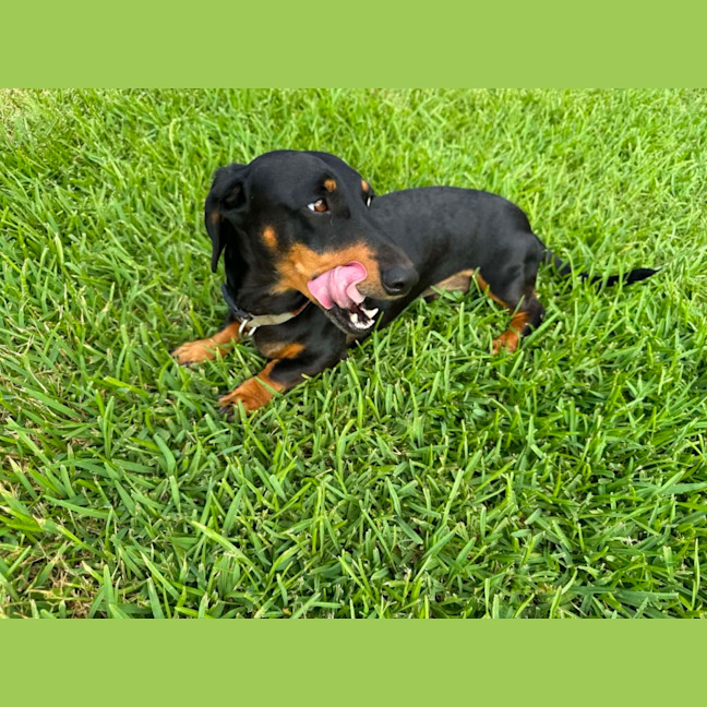 Photo of Ruby And Oreo