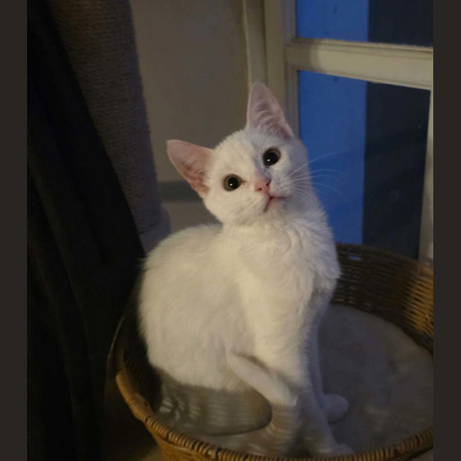 Photo of Aspen 