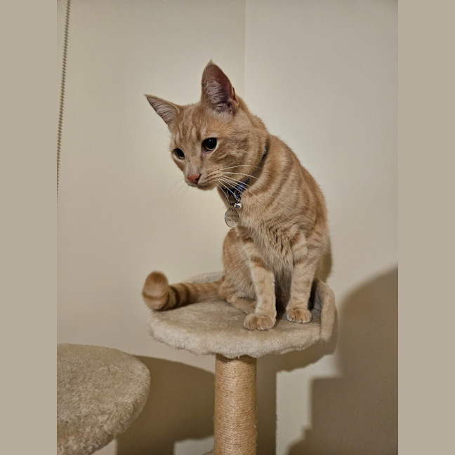 Photo of Milo
