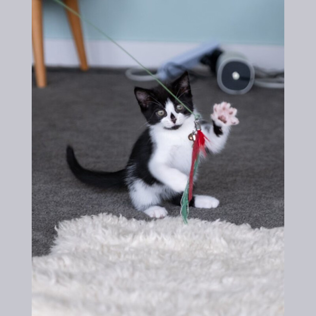 Photo of Pingu