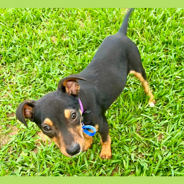 Photo of Polly   5 Month Old Kelpie X Jack Russell