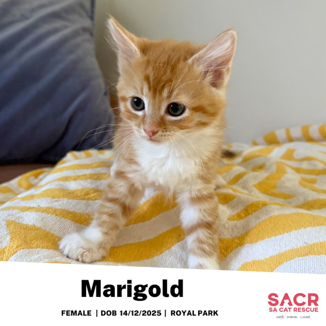 Photo of Marigold