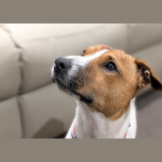 Photo of Zuzu
