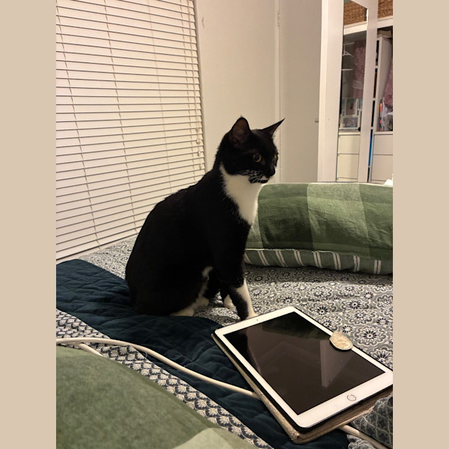 Photo of Baloo
