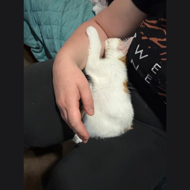 Photo of Bean **2nd Chance Cat Rescue**