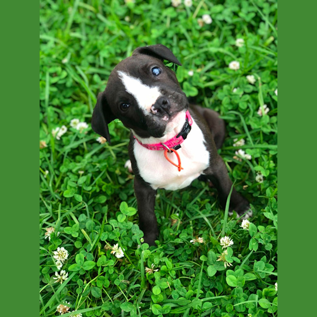 Photo of Staffy Pups