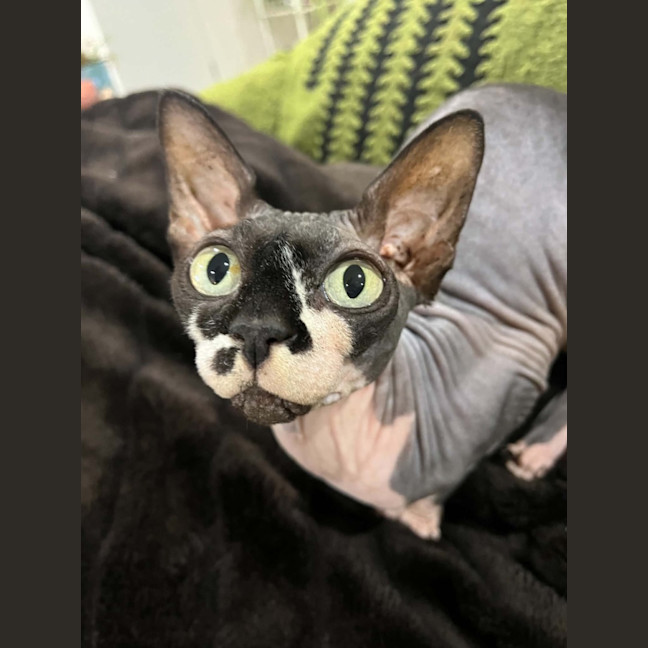 Photo of Rogue