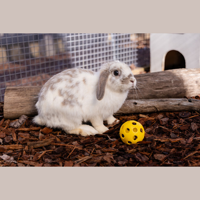 Photo of Aries