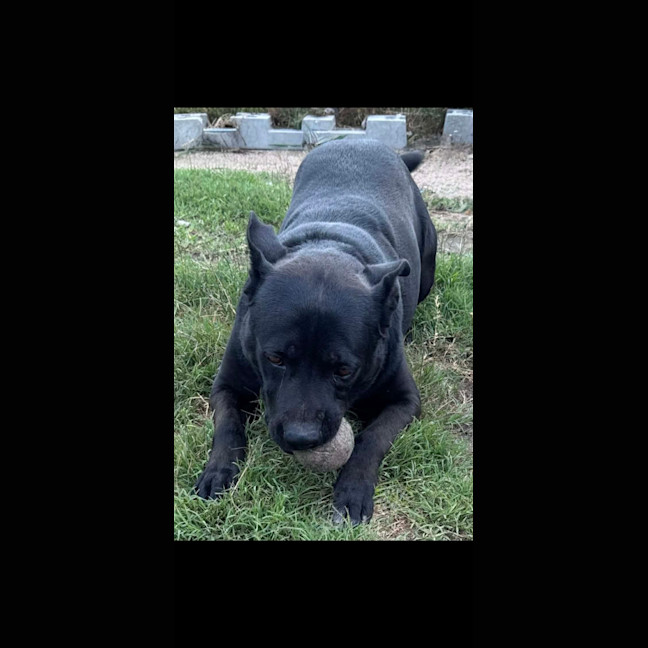 Photo of Tucker