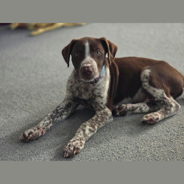 Photo of Dusty