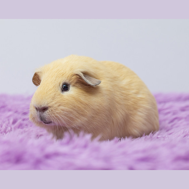 Photo of Mason