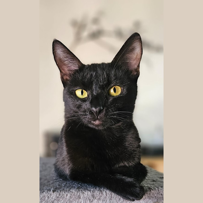 Photo of Violet