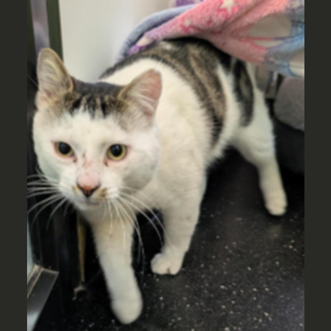 Photo of Munchkin Man