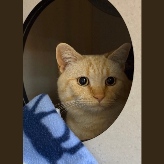 Photo of Ziggy