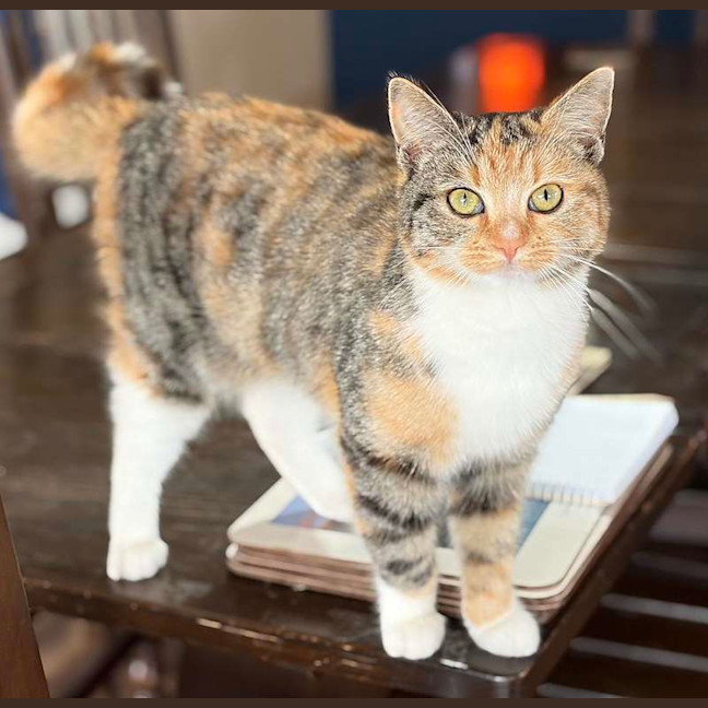 Photo of Foxtrot