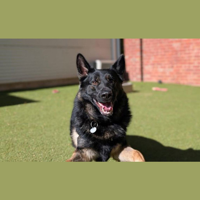 Photo of Boris