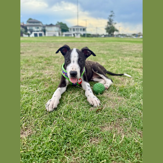 Photo of Spy