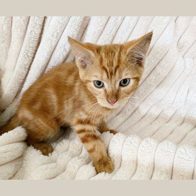 Photo of Finnegan 