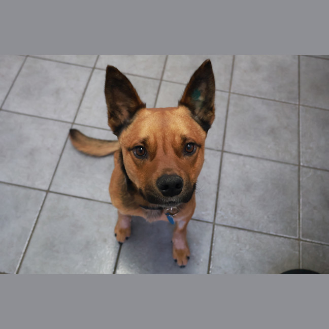 Photo of Scooter