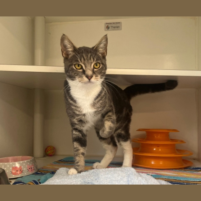 Photo of Silly Goose