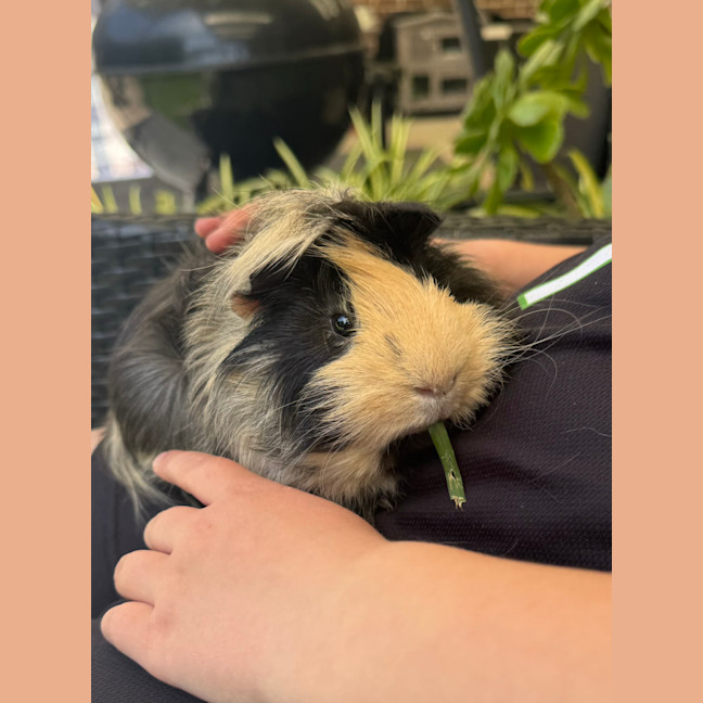 Photo of Mr Nibbles And Mr Patches