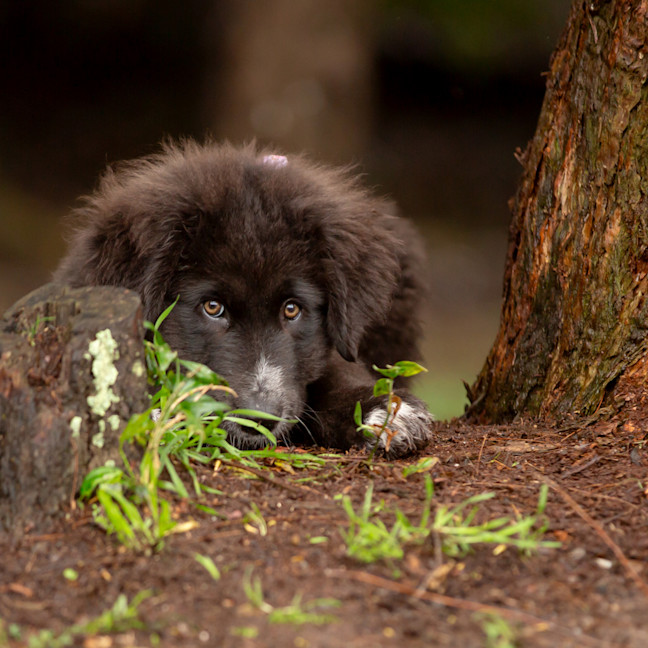 Photo of Daisy (Dipsy)