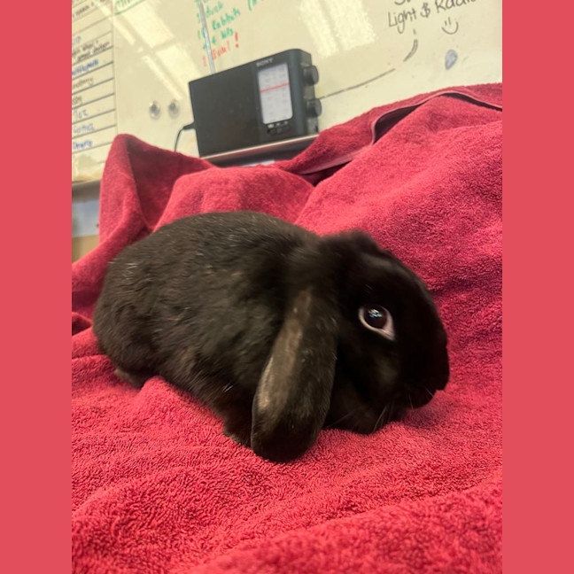 Photo of Strawberry