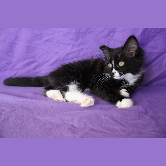 Photo of Waffle