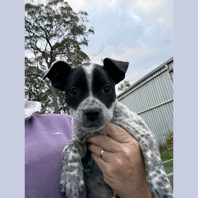Photo of Paislee