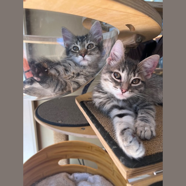 Photo of Waffles & Sprout