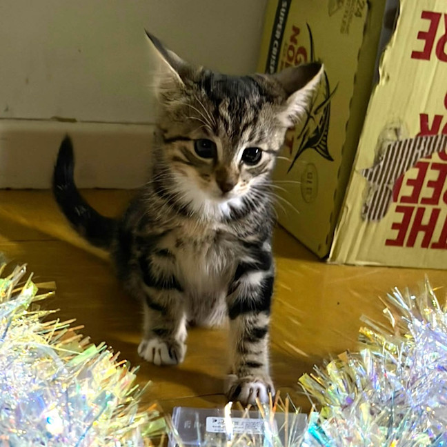 Photo of Dewey