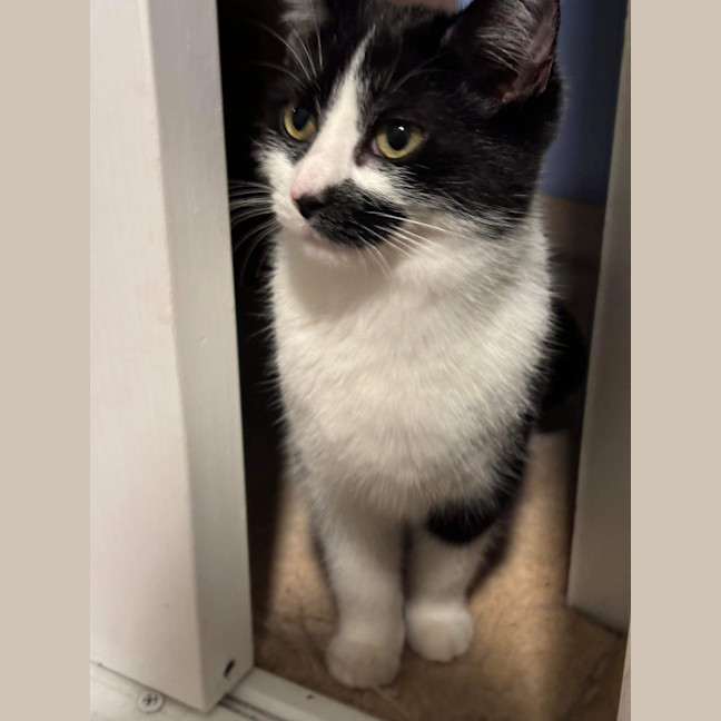 Photo of Hank & Halle