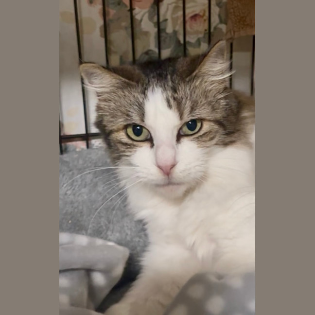 Photo of Aladdin And Jasmine