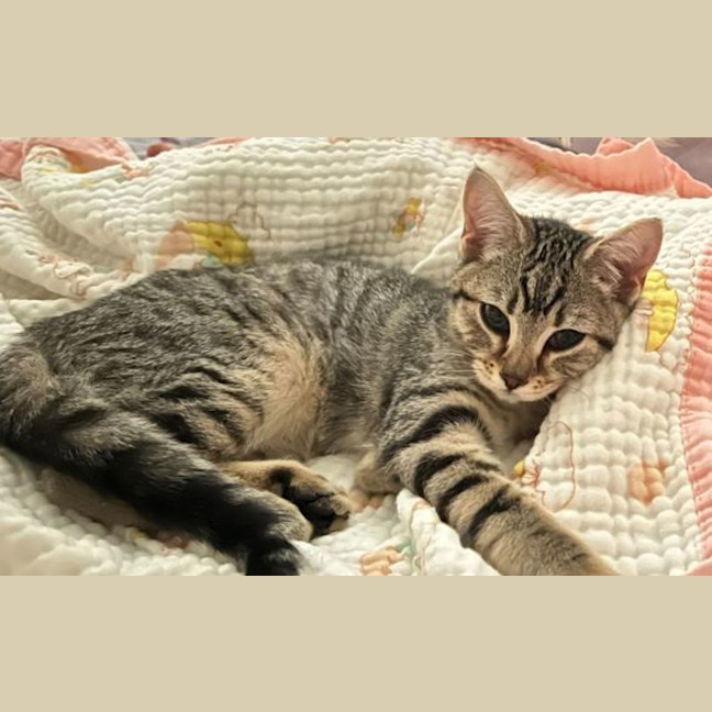Photo of Cookie