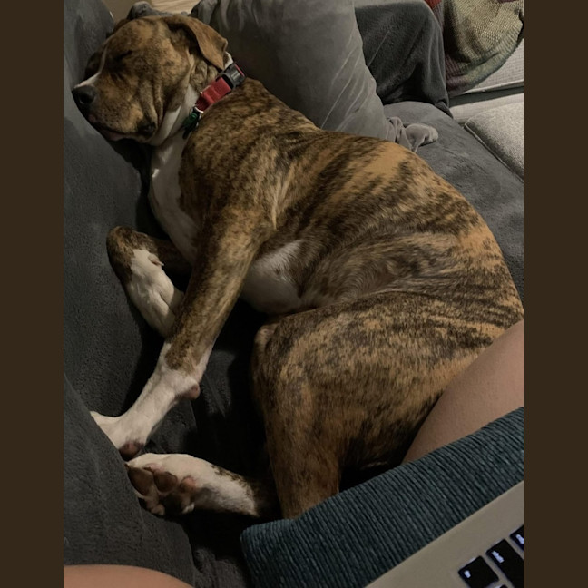 Photo of Buster
