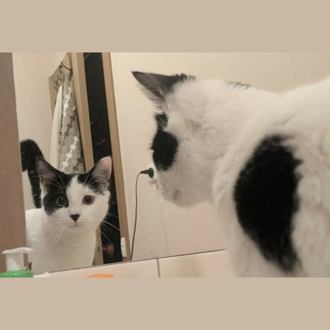 Photo of Lentil