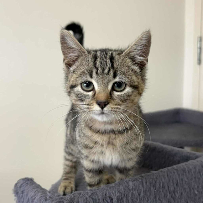 Photo of Chimichurri