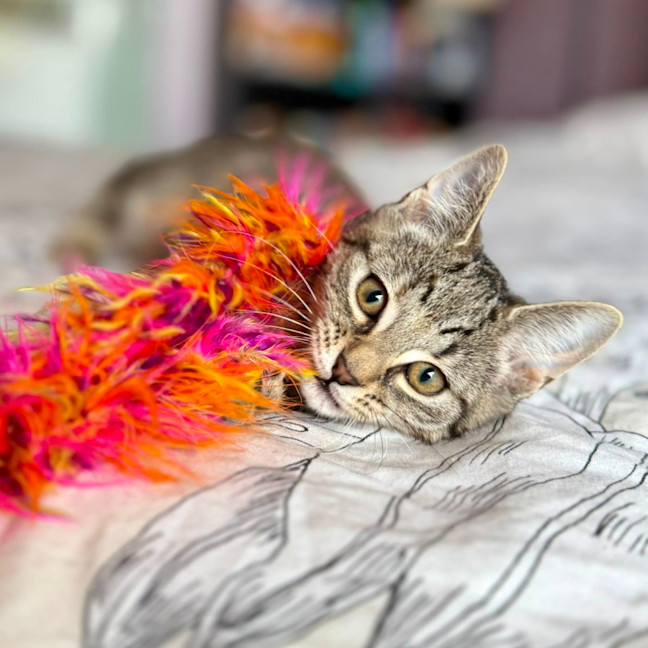 Photo of Lulu   In Foster Care In Templestowe 