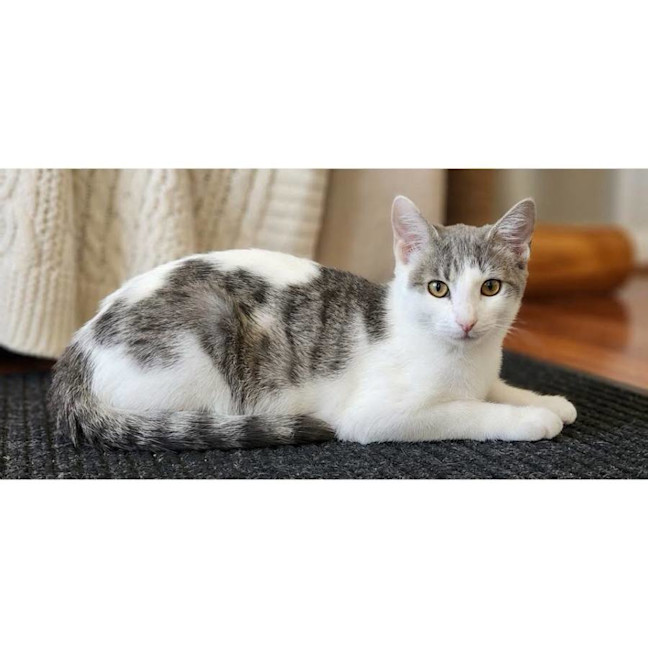 Photo of 13231   Violet