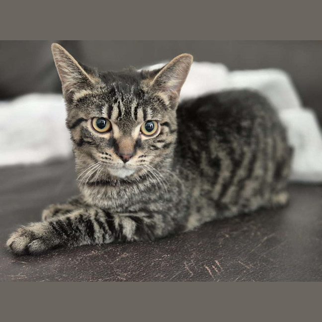 Photo of Pepper 