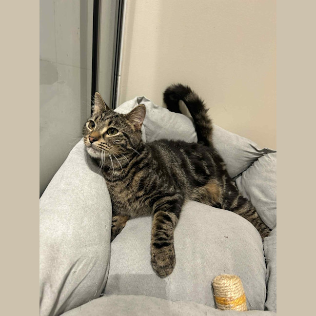 Photo of Kai   Located In Ashburton